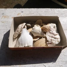 box of sea shells