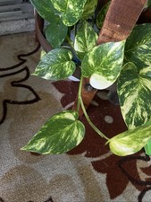 Variegated Pothos Cuttings With Good Roots 6