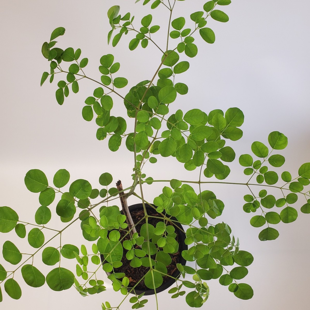 現品】発根済 モリンガの木 moringa oleifera 12号 A9番 現品】発根