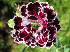 50 VELVET N LACE DIANTHUS Plumarius Flower Seeds *Flat S/H