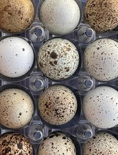 12 HOLLOW Speckled Quail Eggs - Hand Blown Eggshells  FREE SHIPPING 