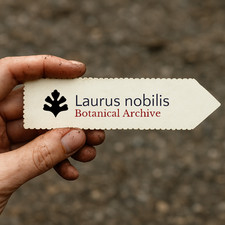 Laurus nobilis | Bay Laurel, True Laurel | 10 SEEDS