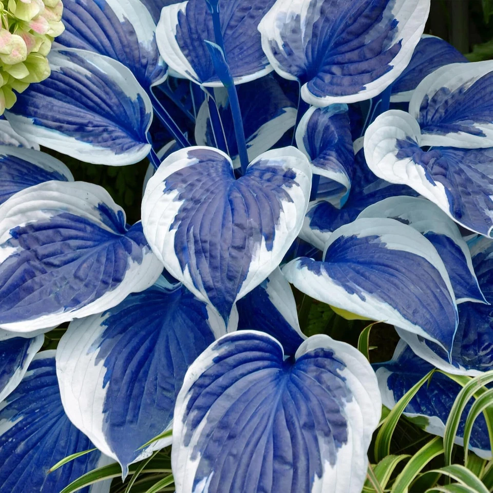 Hosta Seeds Perennial, 200pcs Hosta Plants Bulb Grow Easily Blue White Flower - Image 4 of 4