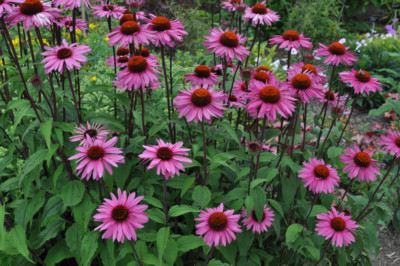 #ad Purple Coneflower Echinacea Purpurea Butterflies Hummingbirds Bees FREE SHIP $42.39
