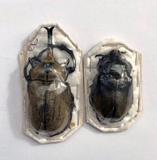 Megasoma for collectors | large size | Collector's Secret