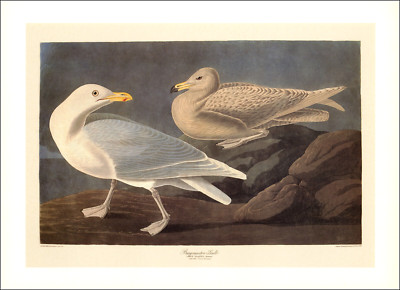 1997 Vintage Print Burgomaster Sea Gull Shore Bird Illustration Image Audubon