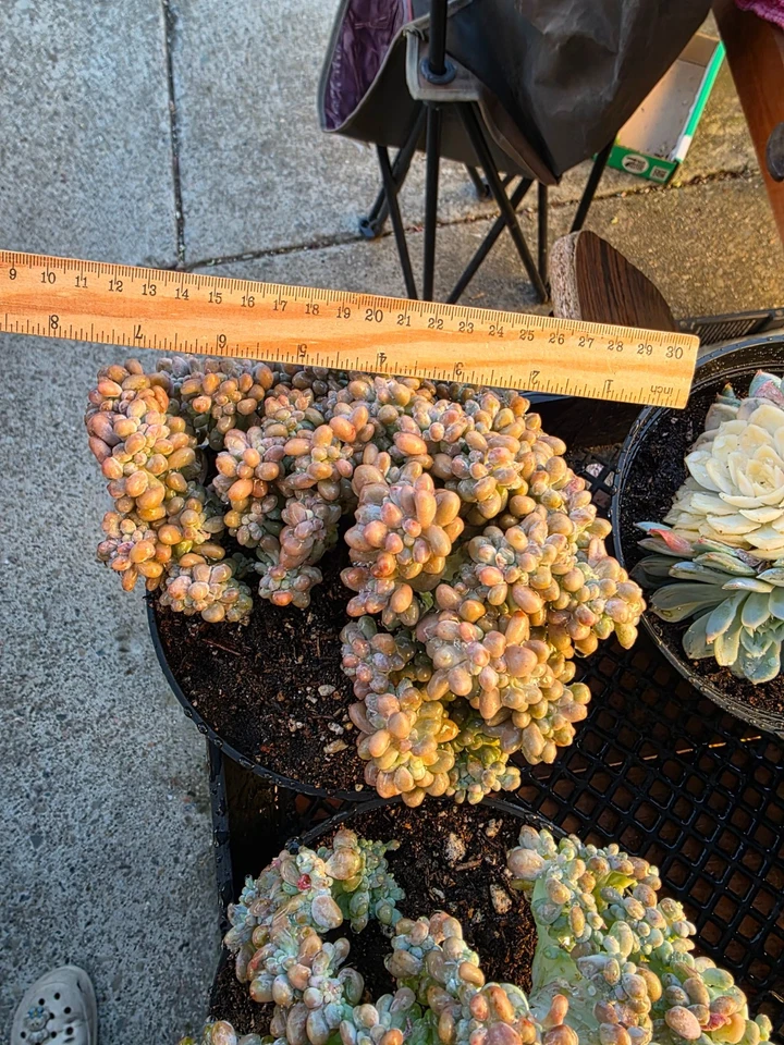 Imported rice ball crested succulent 1pc - Image 2 of 4