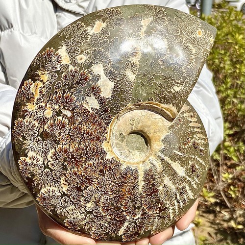 3.76LB Rare natural Natural conch fossil specimens of Madagascar - Imagen 3 de 12