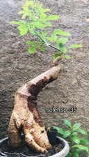 Bonsai Baum Baobab (Adansonia Digitata) mittelweiß pflanzenhygienisch