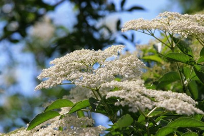 50 Ältere Samen (Sambucus nigra). Holderberry, Schwarzer Holunder