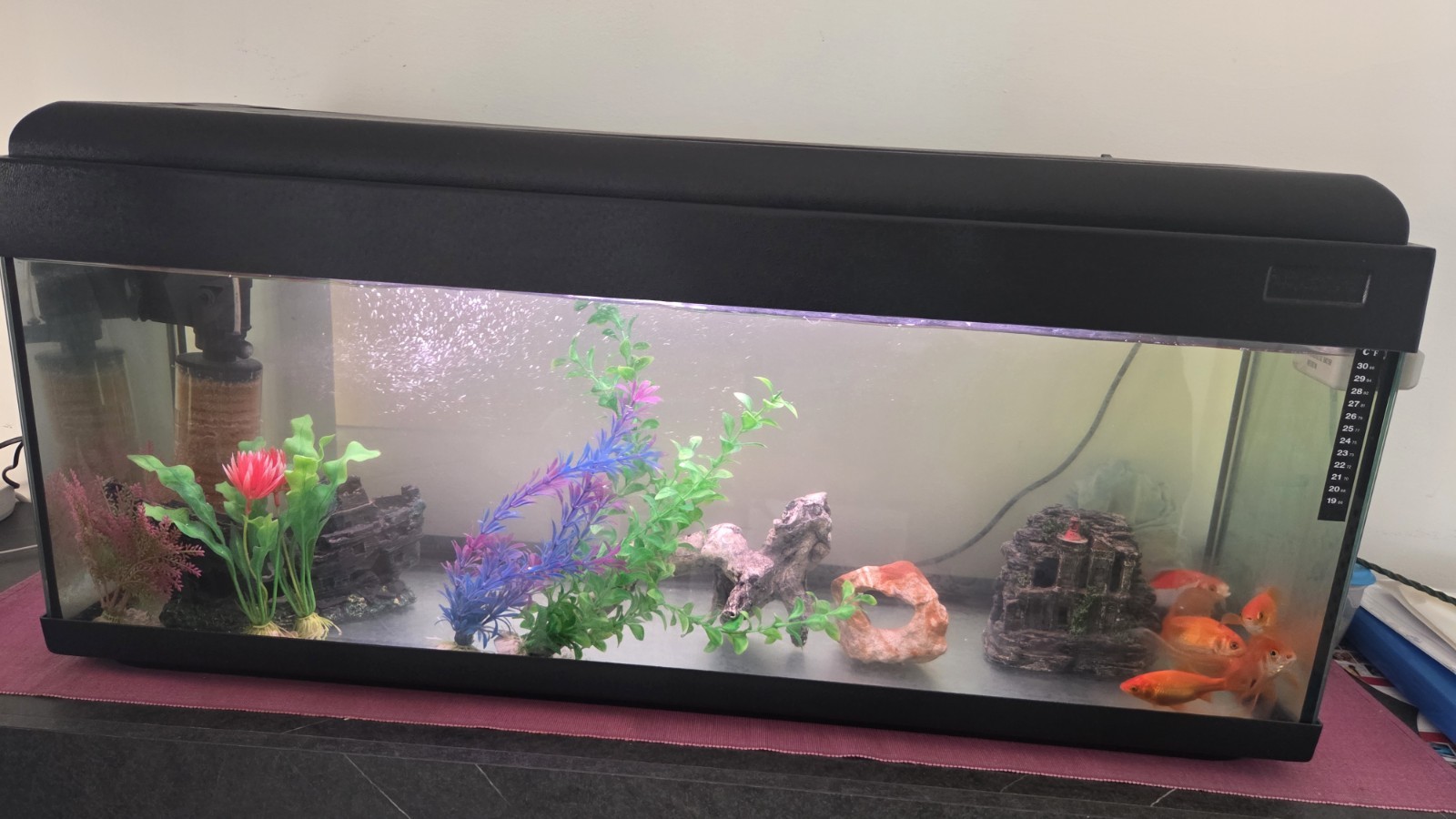 acquario completo di tutto usato