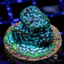 Mr. Freeze Lepto - Live Coral Frag