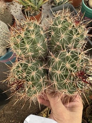Echinocereus ferreirianus subsp. lindsayi Cactus plants Seeded Grown WYSIWYG