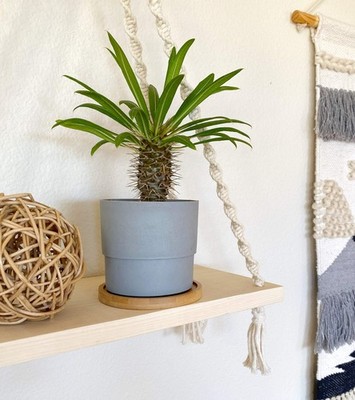Mini Madagascar Palm   Live Plant in Eco Concrete-Look Planter with Bamboo Tray