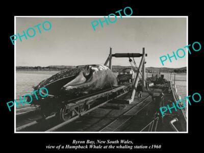 OLD LARGE HISTORIC PHOTO BYRON BAY NSW VIEW OF THE WHALING STATION c1960