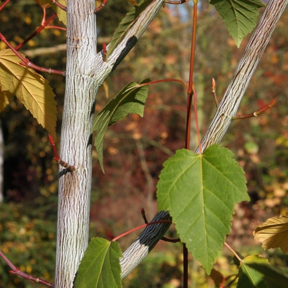 Acer davidii 'Viper' Tree | Snake Bark Maple Tree | Ornamental Tree | 5-6ft - Image 3 of 4