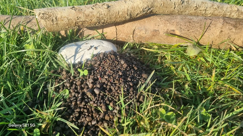 Forellenpellets, Karpfen Pellets, Fischfutter 10 kg ( 3,89 / 1 kg ) - Bild 2 von 4