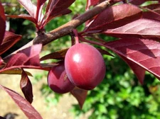 Prunus angustifolia CHICKASAW PLUM TREE Seeds!