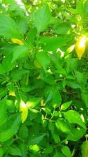 100+ Lemon Drop/Aji Limon Pepper Seeds Citrusy Hot Heirloom Peruvian