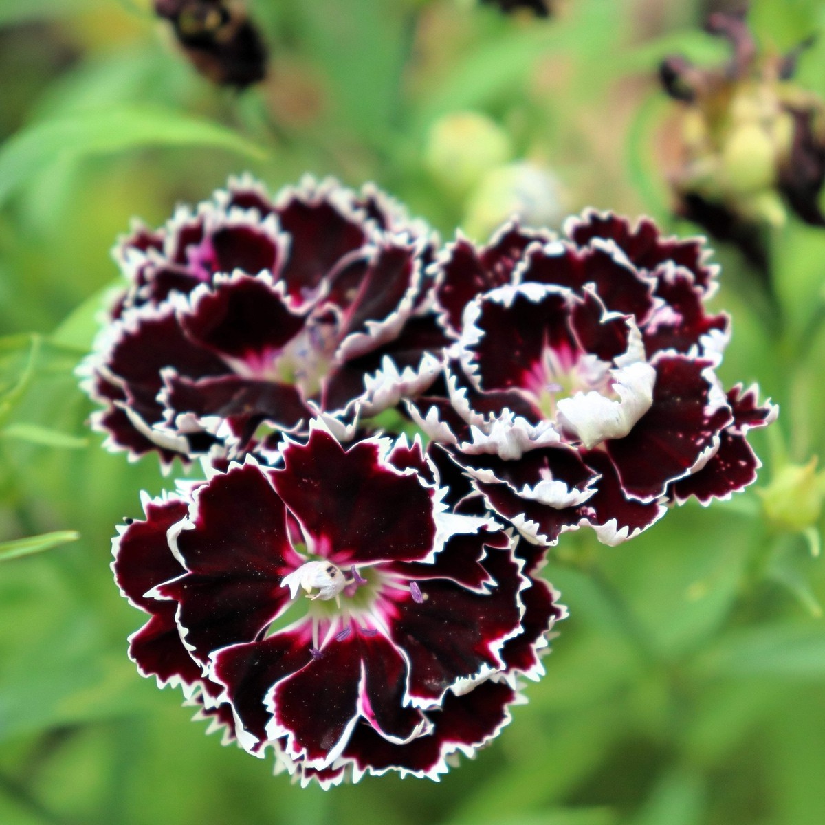 30 Black & White CHIANTI DIANTHUS Chinensis China Pink Flower 
