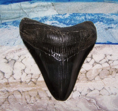 #ad MEGALODON Shark Tooth 3quot; sharks teeth BIG jaw fossil REAL sharp SERRATED meg BLK $74.00