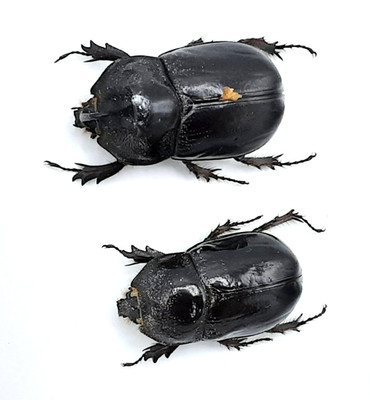 Dynastinae, Dichodontus croesus, pair, A1, 34/32 mm, Java, #DS300