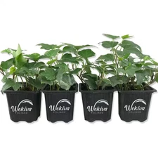 Variegated English Ivy-4 Live Plants in 3 In. Pots-Hedera Helix-Beautiful Easy C