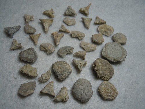 Rare Ancient Ocean Fossils Stone Lot From Kansas City USA 14.8 Grams Total - Picture 5 of 12