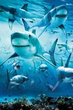 SHARK INFESTED WATERS NATURE SCHOOL OF SHARKS  Poster 24"x36" Rolled - New