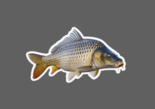 Carp Sticker Animal Fish Outdoor Wildlife Nature Gift Waterproof New