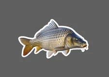Carp Sticker Animal Fish Outdoor Wildlife Nature Gift Waterproof NEW