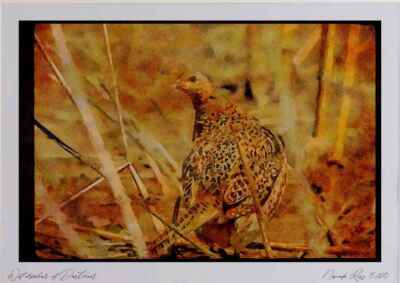 352030 Ring necked Hen Pheasant, Alert And Wary In Open Field Watercolour Pictu