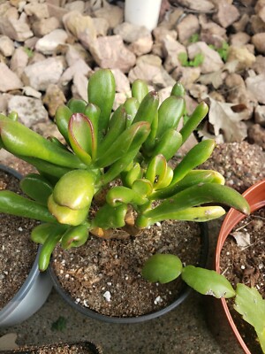 "ET fingers" Gollum Jade Succulent (crassula) | eBay