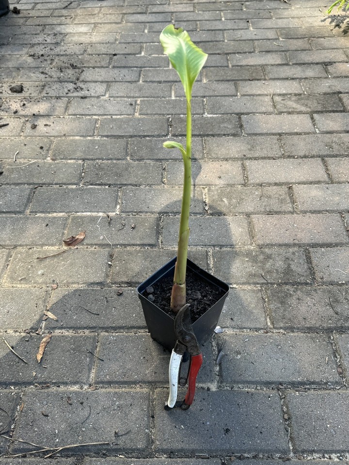 Cold Hardy Hybrid Banana For Zone 7b At Least eBay