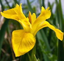 Yellow Flag Iris Winter Hardy Aquatic Marginal Pond/Bog Plant - Buy 2 Get 1 Free