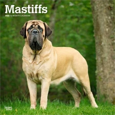 Mastiffs | 2026 12x24" (Hanging) Monthly Square Wall Calendar | Plastic-Free