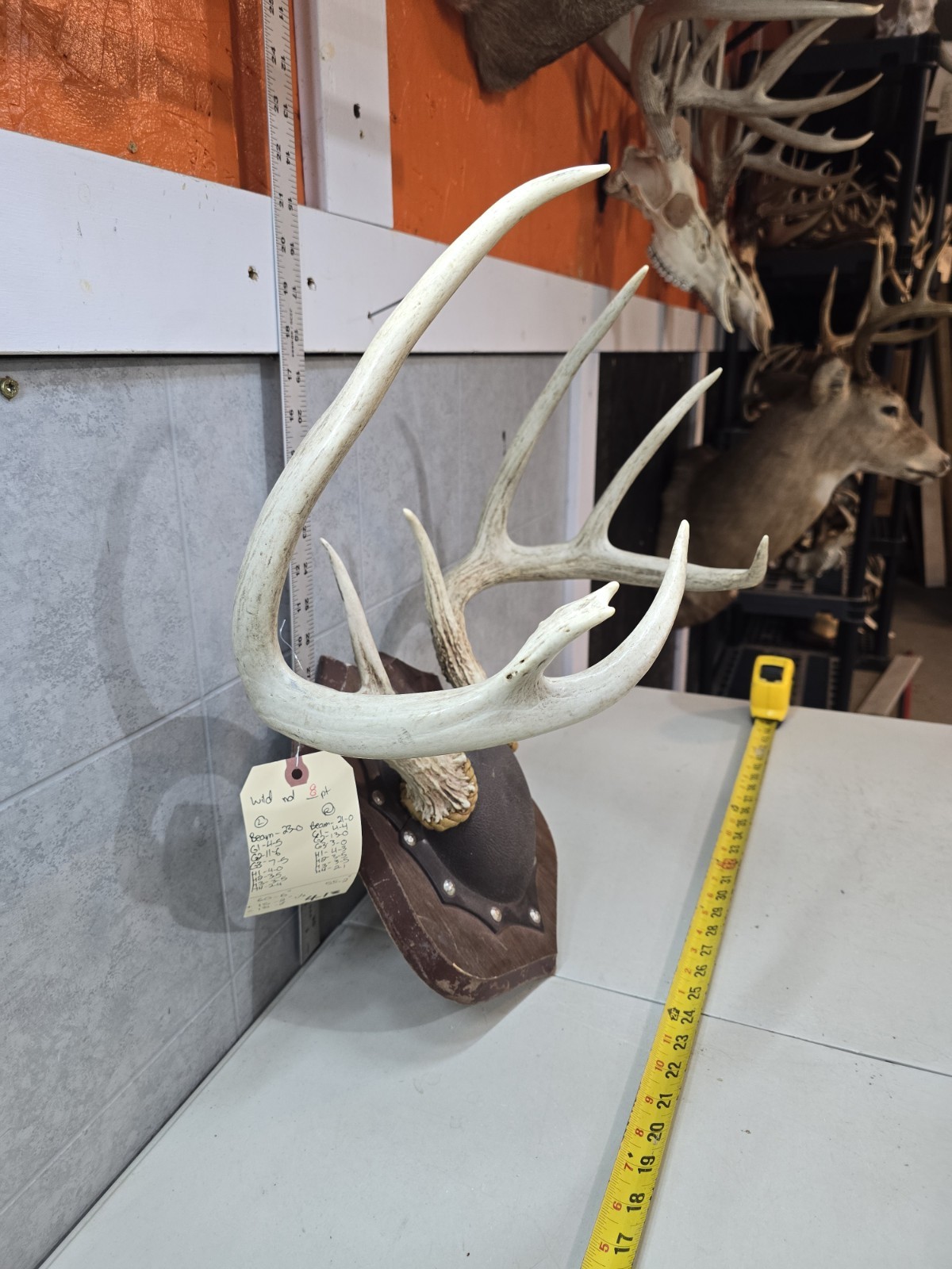 Wild 8 Point 131-2" Whitetail Deer Antler Rack Horn Skull Plate Decor Man Cave