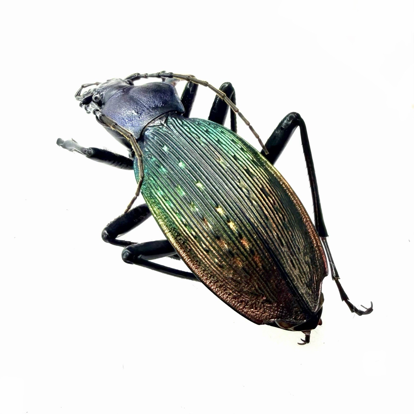 Colorful Carabidae Specimen丨【Rare】Carabus zengae A2 C. Guangdong