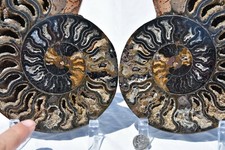 Large Black Ammonite Pair 185mm Deep Crystals XLARGE 7.3" 110myo 3119xx