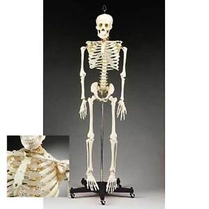 Anatomical Chart Company Skeleton