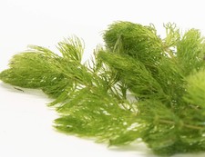 Hornwort Live Aquarium Plant: Freshwater Tank Pond Coontail Plant