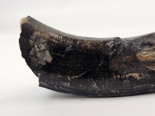 Giant Beaver 3.00" Incisor Fossil (Castoroides) - Florida Pleistocene - Ice Age - Picture 14 of 18