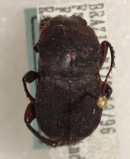 標本 Brazil Phanaeus dejeani 16mm 17mm Phanaeus | eBay