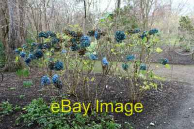 Foto 6x4 Hortensie macrophylla 'Renate Steiniger' (1) Hydrangea macrophy c2016