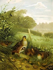 PARTRIDGE 1885 Antique PRANG BIRD Art Print Matted