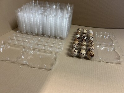 840 Wachteleierverpackung PET Bruteier  Eier Wachtel Verpackung Schachteln