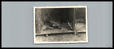 Photo, breed dog show Erzgeb., Schwarzenberg, Teckel in his box, 5026-1229