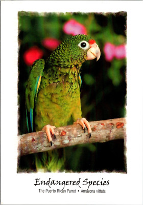 Endangered Species Puerto Rican Parrot Amazona Vittata Navy 2003 Postcard