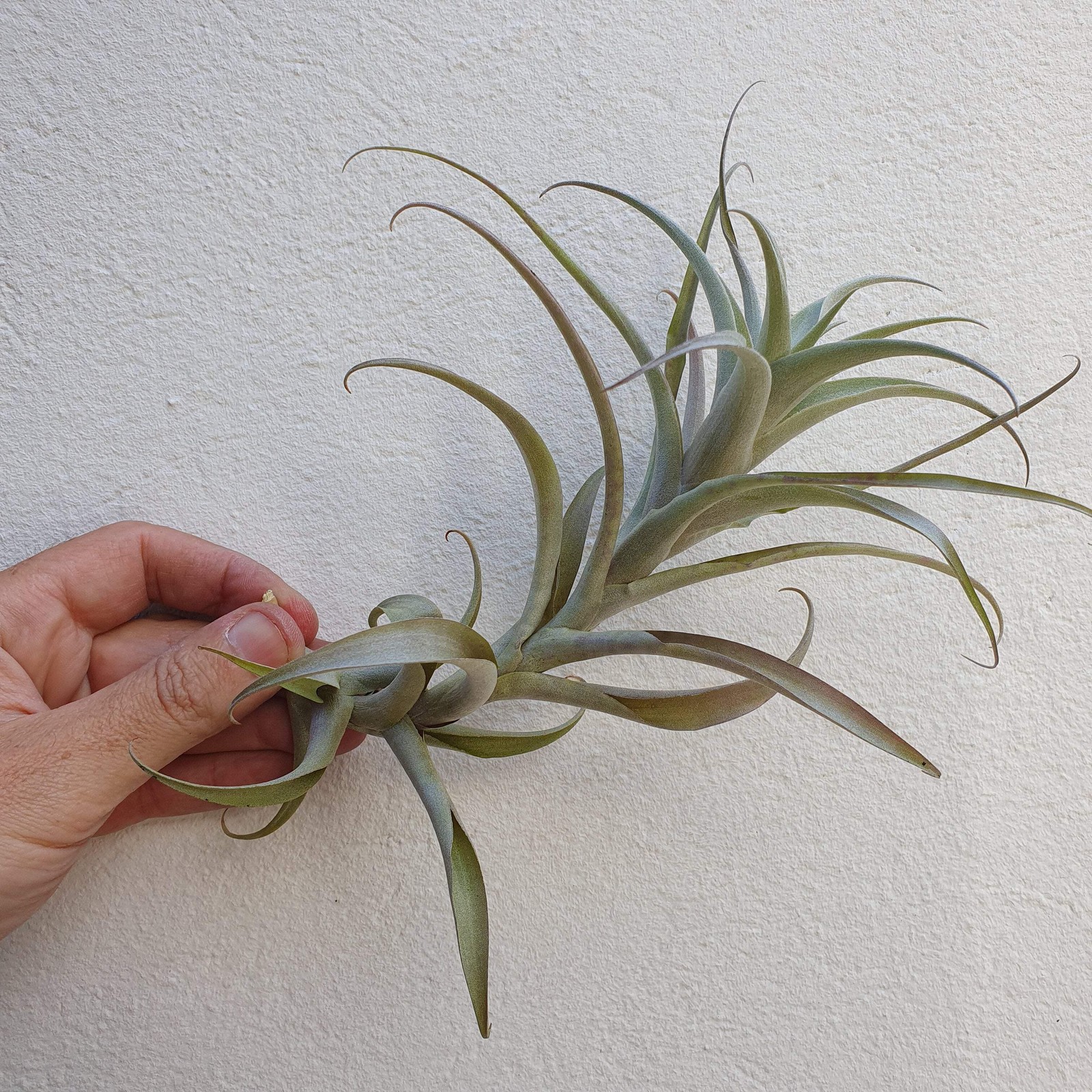 Tillandsia cauligera pour terrarium vertical et decoration de salle de bain lumineuse