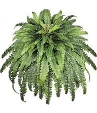Large Artificial Boston Fern – 68" Silk Plant – UV Resistant – Indoor/Outdoor